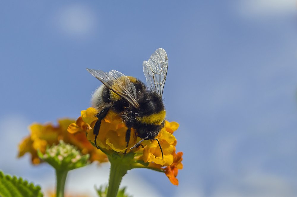 Foto: Wilfried Jürries